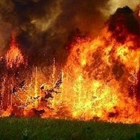 Пожар Леся, Киев