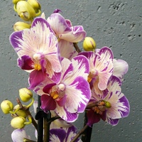 Эксклюзивные-Сорта Орхидея