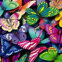 Бабочки Тропические, Россия, Барнаул