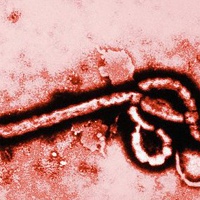 Эбола Лихорадка, Россия, Москва