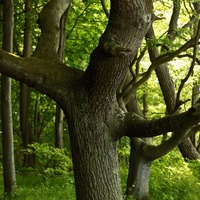 Дерево в лесу