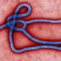 Эбола Вирус, Уганда, Kampala