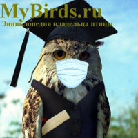 MyBirds.ru