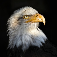 Eagle The