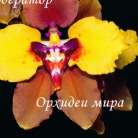 Мира Орхидеи, Украина, Буча