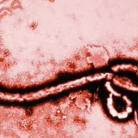 Эбола Александр, Южно-Африканская Республика, Zwide