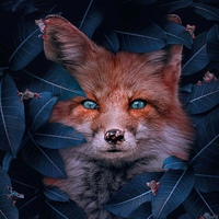 Fox Dark, Россия