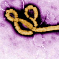 Эбола Вирус