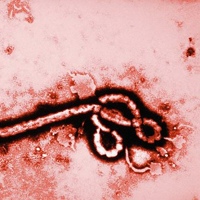Эбола Лихорадка, Batna