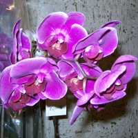 Абакан Орхидеи, Россия, Абакан