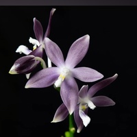 Ставрополь Орхидеи